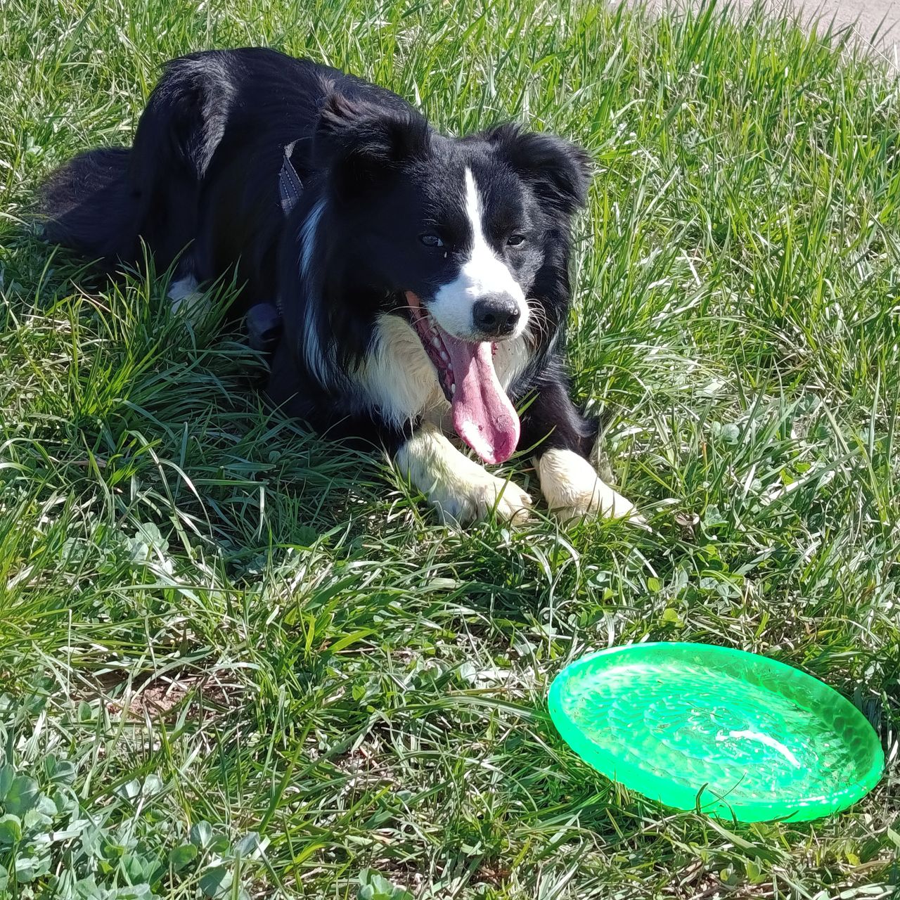 Soutěžní fotografie - Jack,  Border kolie
