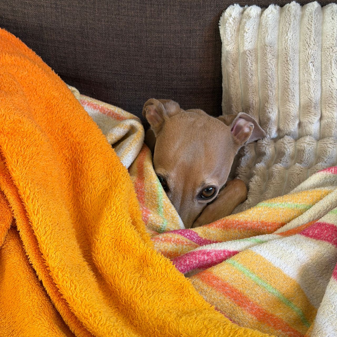 Soutěžní fotografie - Fanda,  Italský chrtík
