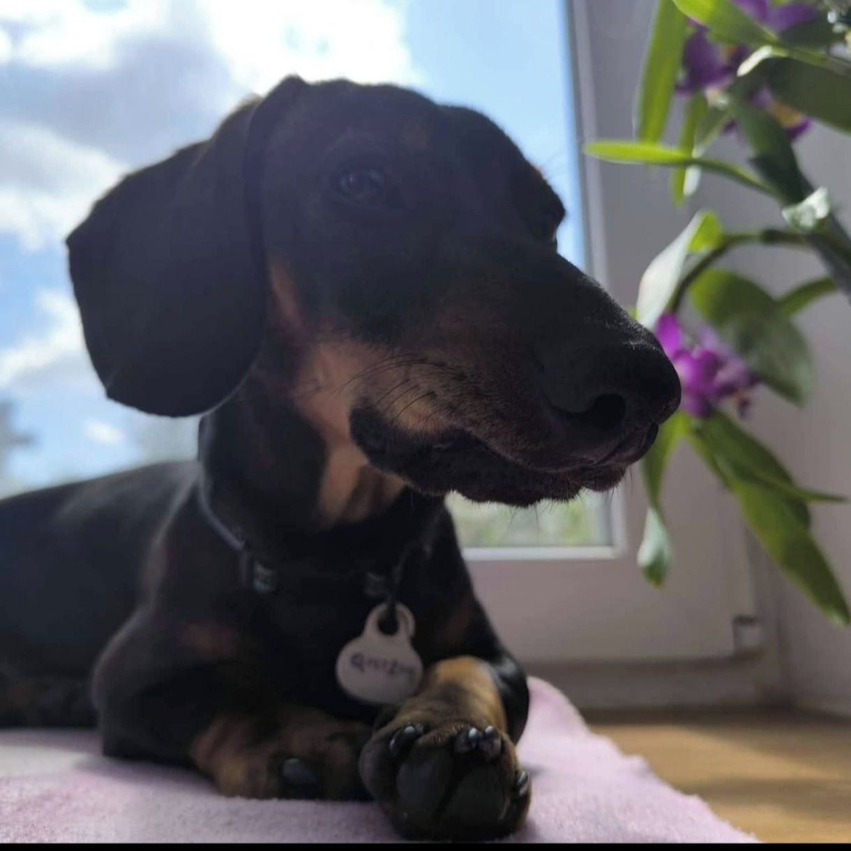 Soutěžní fotografie - Jurášek,  Jezevčík