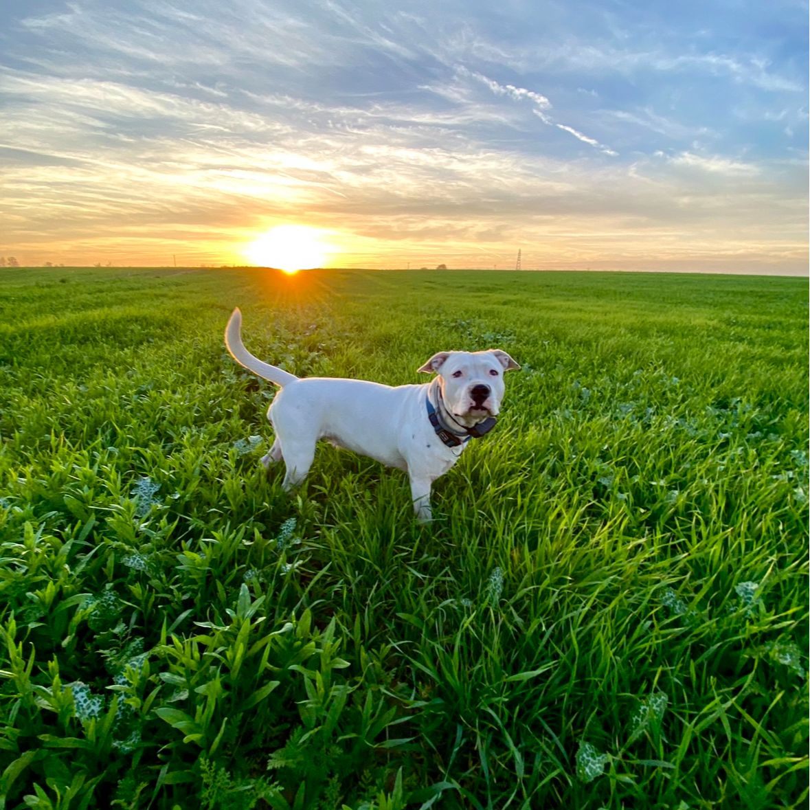 Soutěžní fotografie - Kira,  Americký stafordširský terier