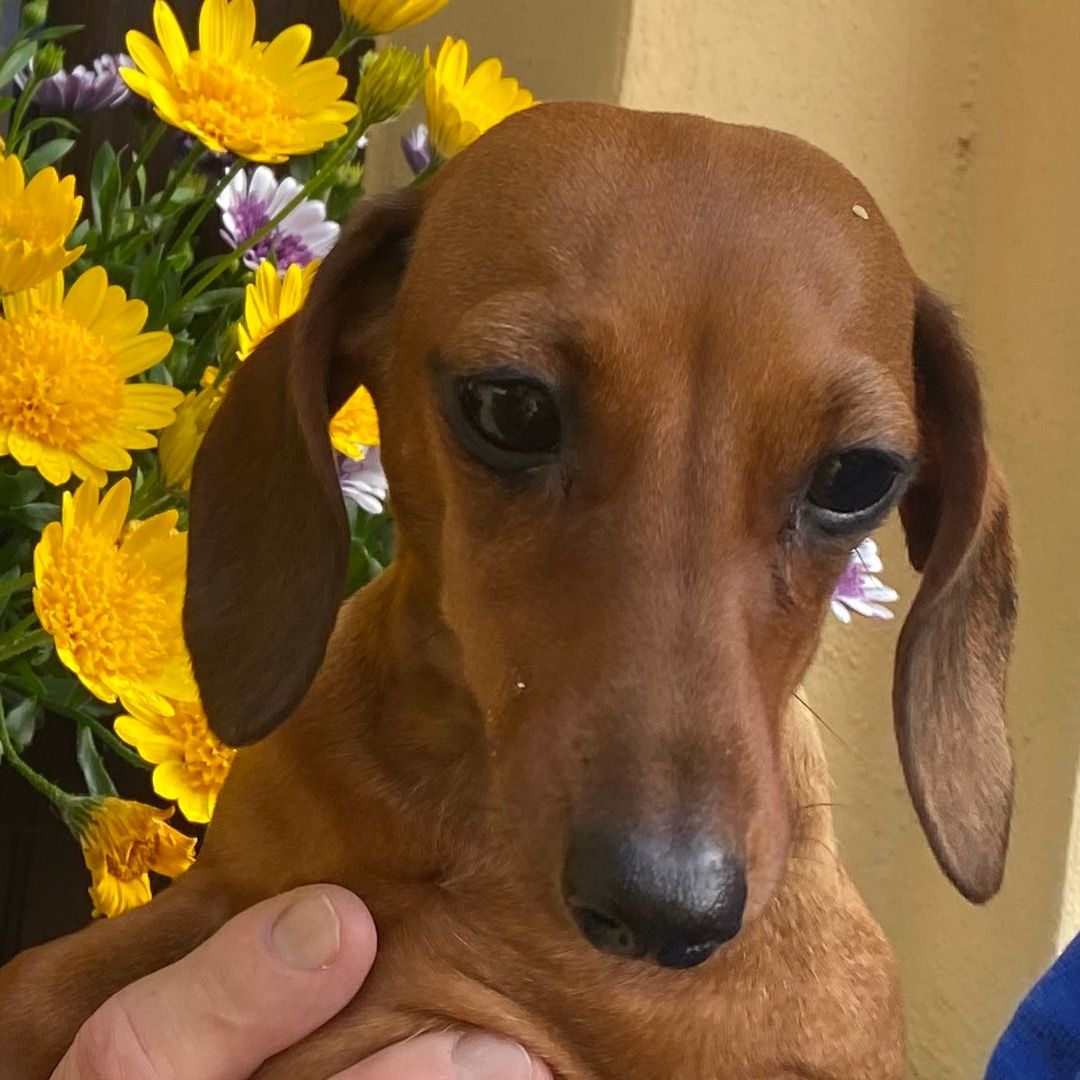 Soutěžní fotografie - Zara,  Jezevčík