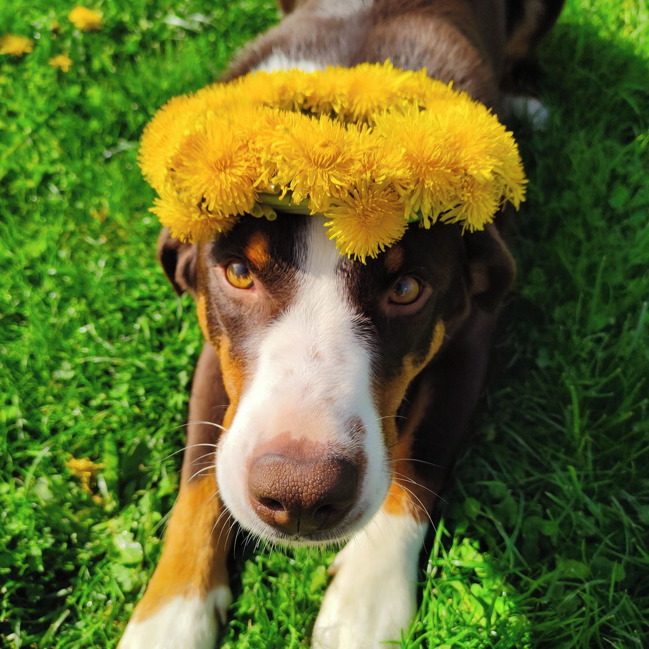 Soutěžní fotografie - Badys,  Appenzellský salašnický pes