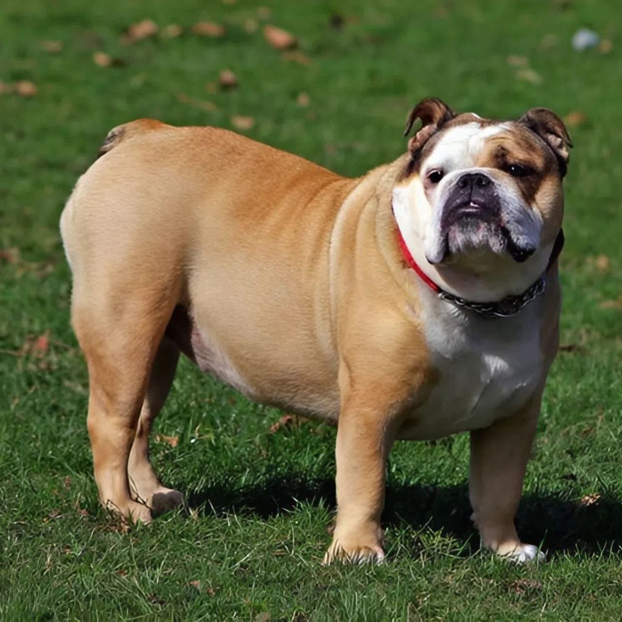 Soutěžní fotografie - Pes,  Anglický buldok