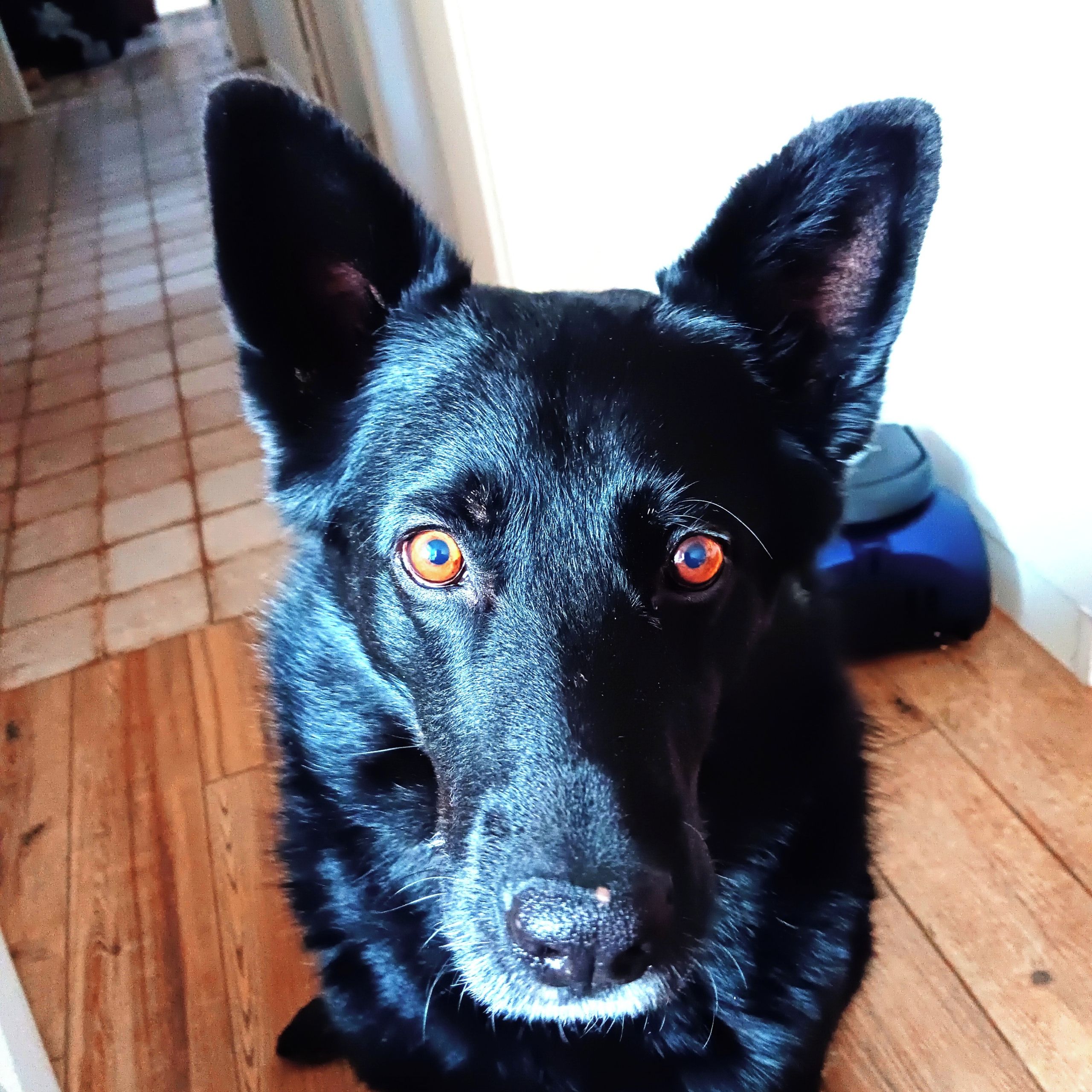 Soutěžní fotografie - Bert,  Německý ovčák