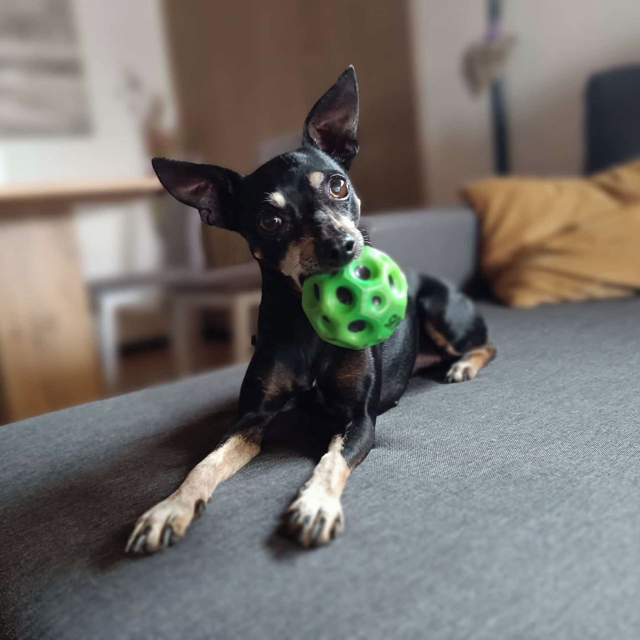 Soutěžní fotografie - Kessy,  Pražský krysařík