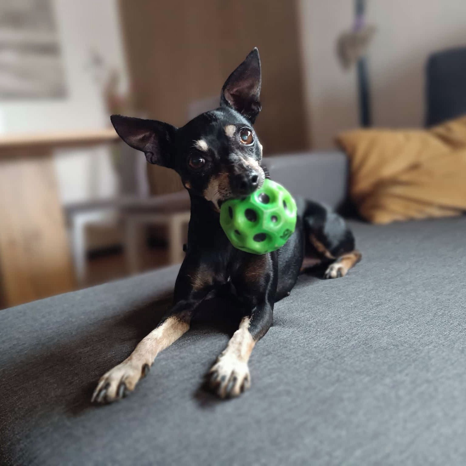 Soutěžní fotografie - Kessy,  Pražský krysařík