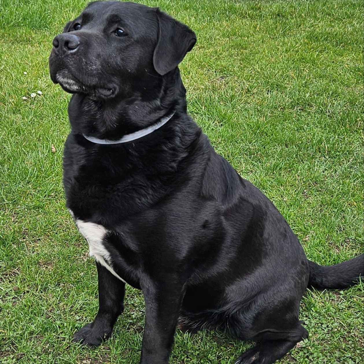 Soutěžní fotografie - Max,  Labradorský retriever