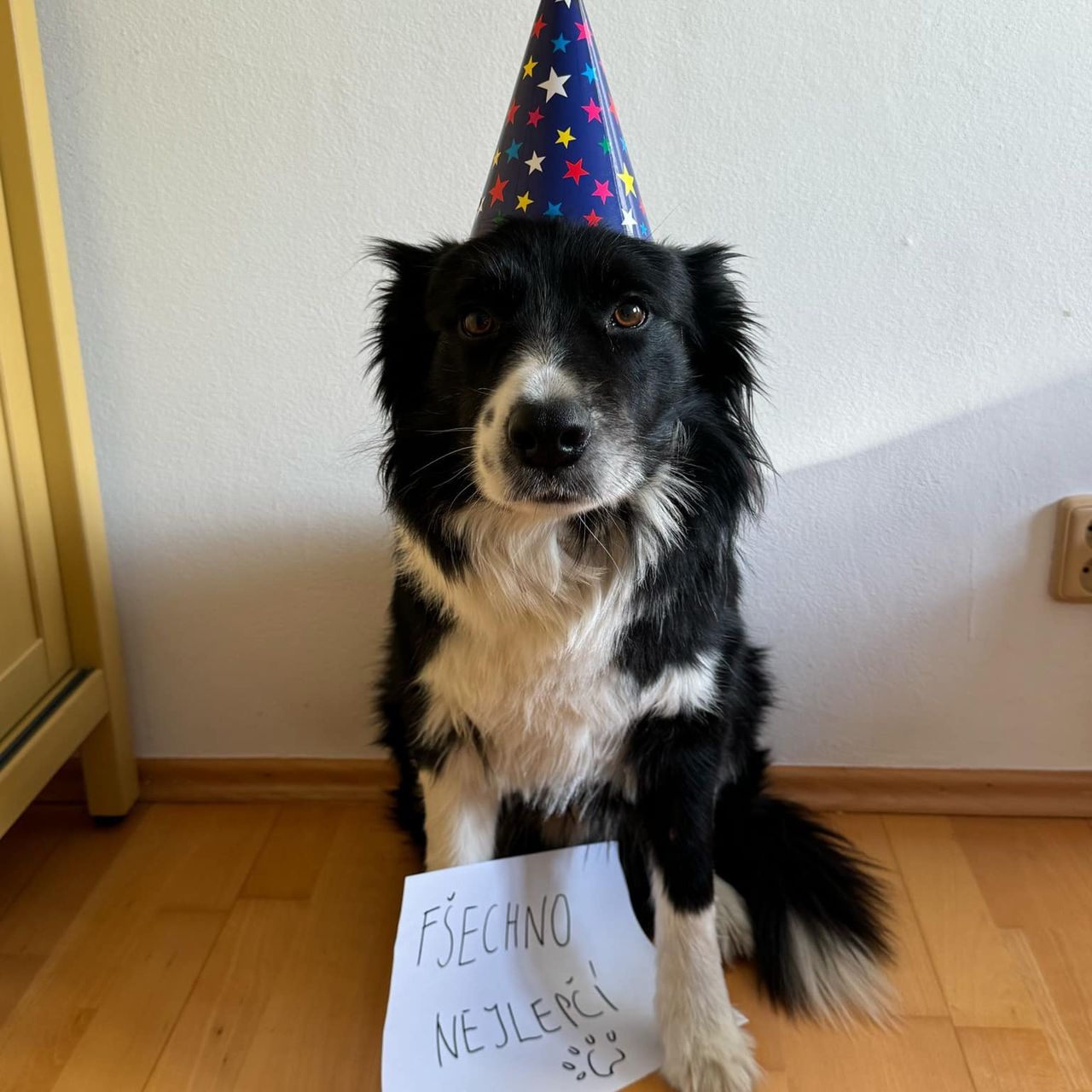 Soutěžní fotografie - Charlie,  Border kolie