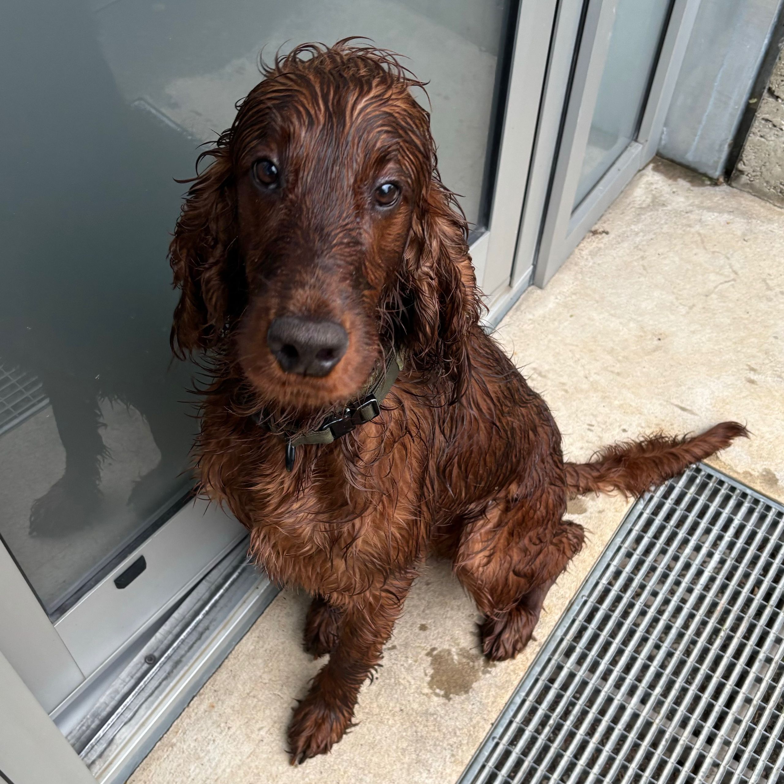 Soutěžní fotografie - Jameson,  Irský setr