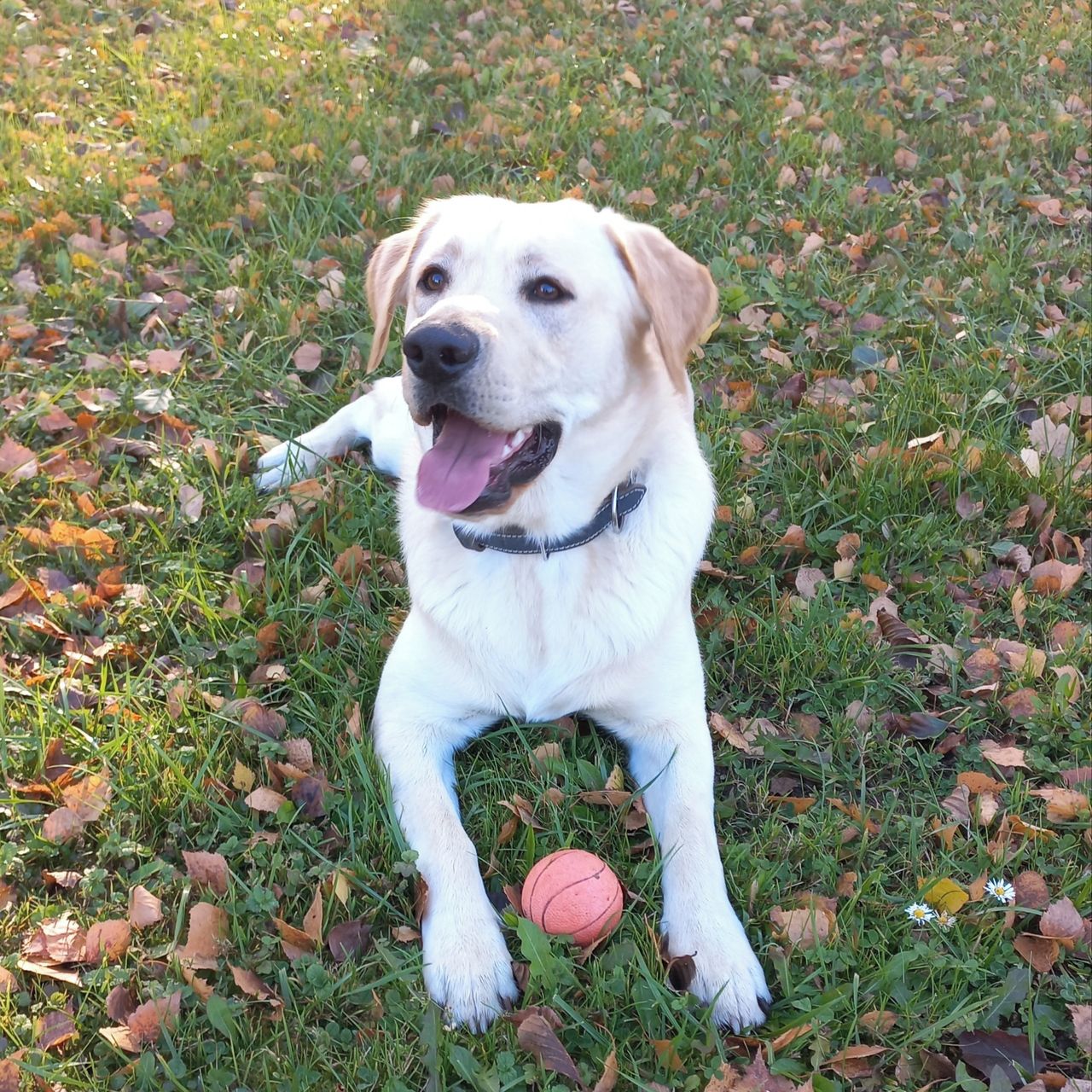 Soutěžní fotografie - Jack,  Labradorský retriever