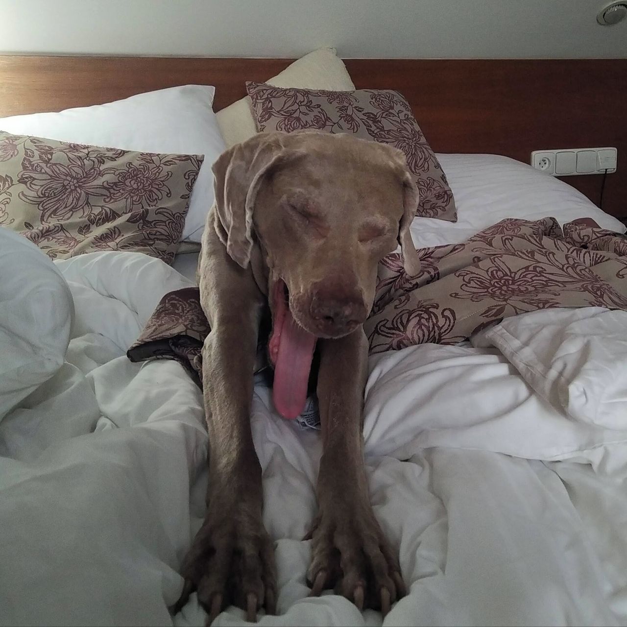 Soutěžní fotografie - Aneli,  Výmarský ohař