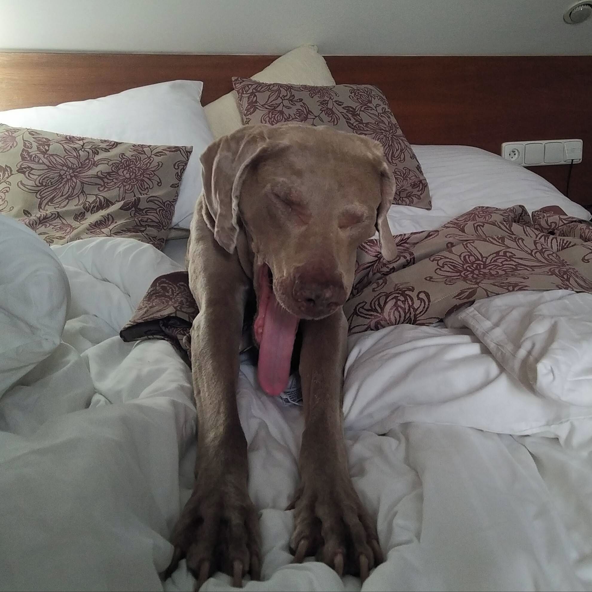 Soutěžní fotografie - Aneli,  Výmarský ohař