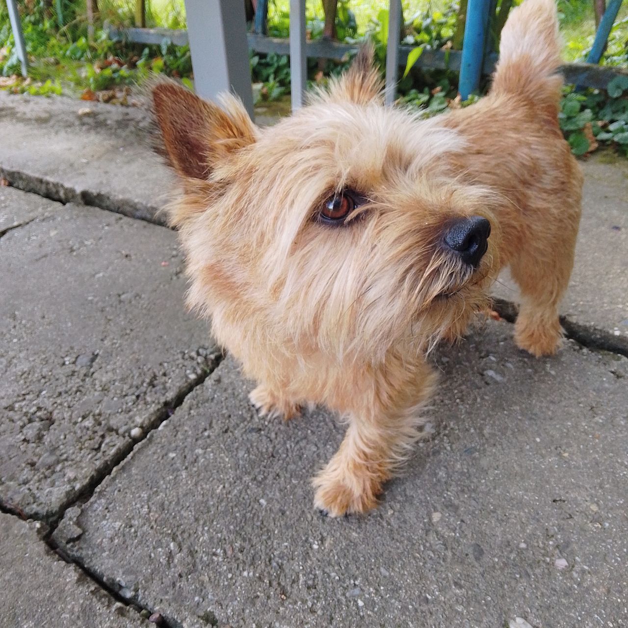 Soutěžní fotografie - Rony,  Norwich terier