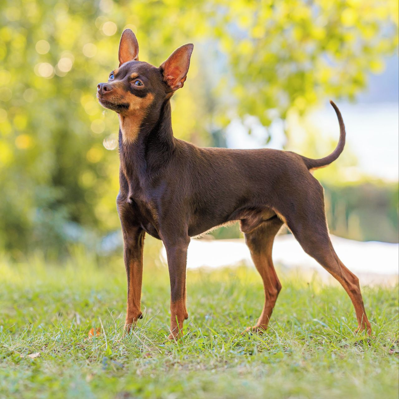 Soutěžní fotografie - Uriel Nermin,  Pražský krysařík