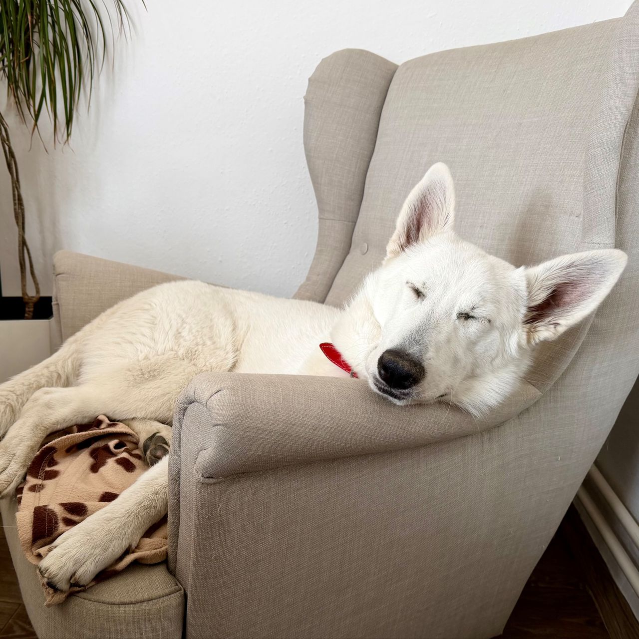 Soutěžní fotografie - Sissi,  Bílý švýcarský ovčák