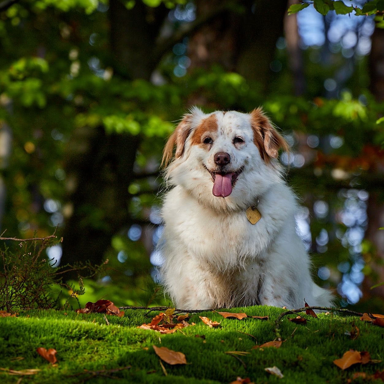 Soutěžní fotografie - Tačůd,  Ostatní