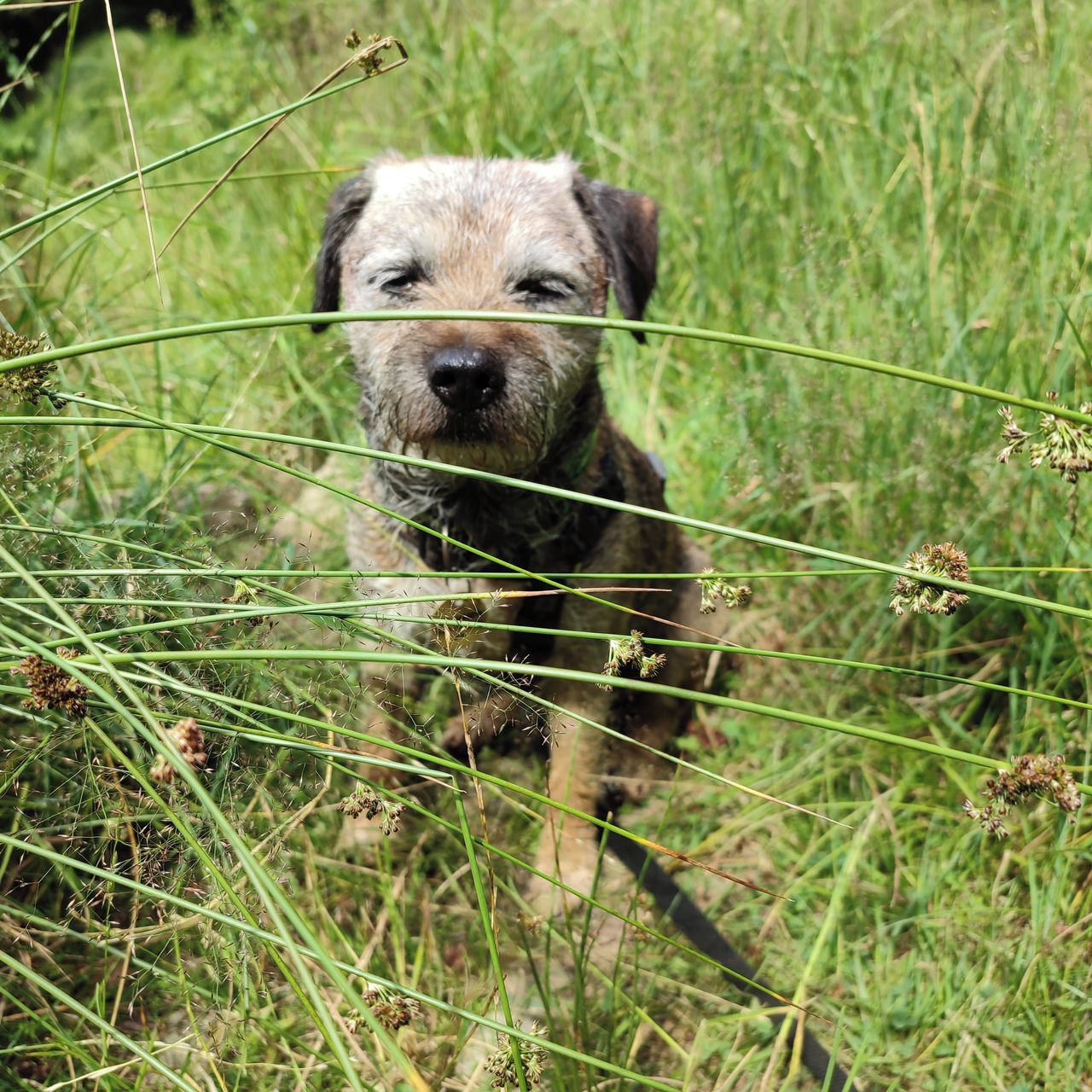 Soutěžní fotografie - Rocky,  Border terier