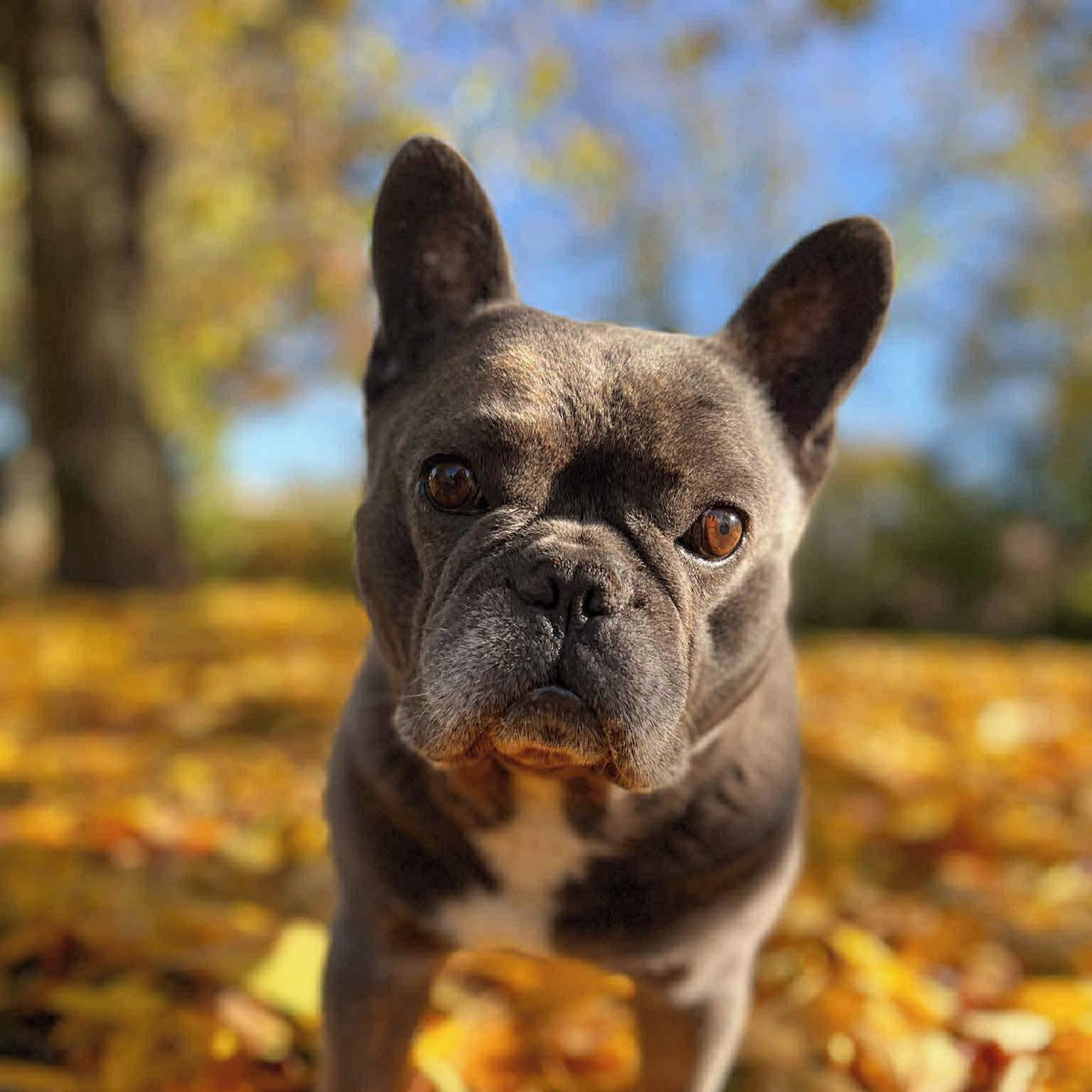 Soutěžní fotografie - Hugo,  Francouzský buldoček