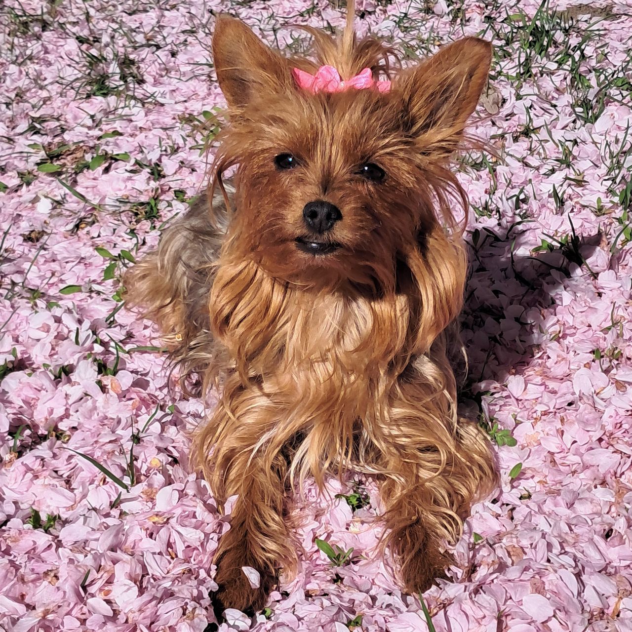 Soutěžní fotografie - Mia,  Yorkšírský terier