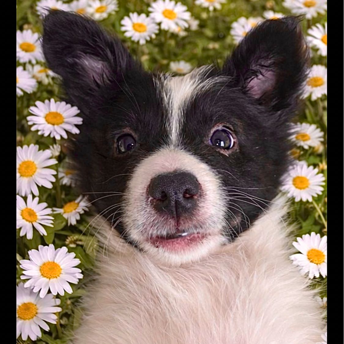 Soutěžní fotografie - Lara,  Border kolie