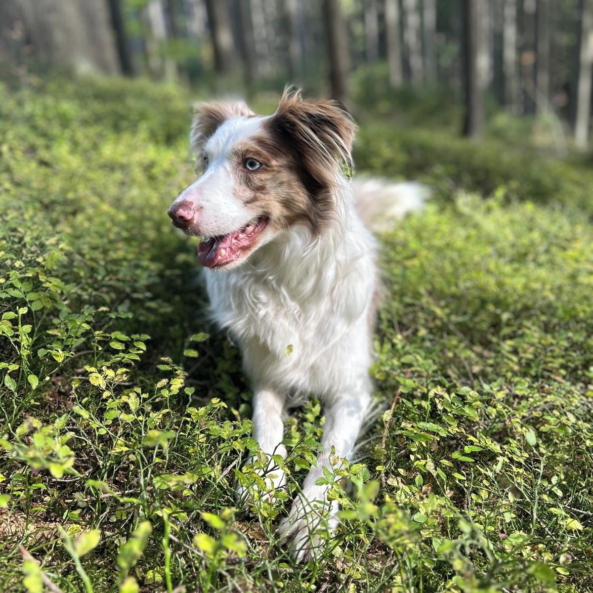 Soutěžní fotografie - Bonnie,  Border kolie