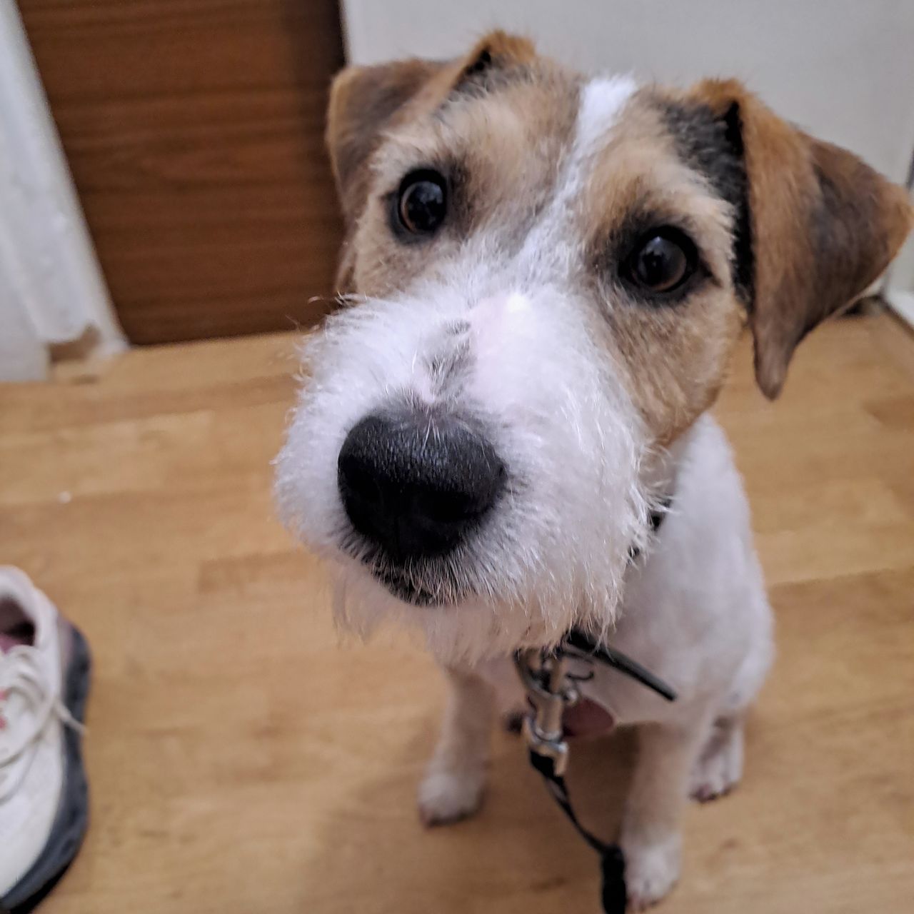 Soutěžní fotografie - Max,  Jack Russell Teriér