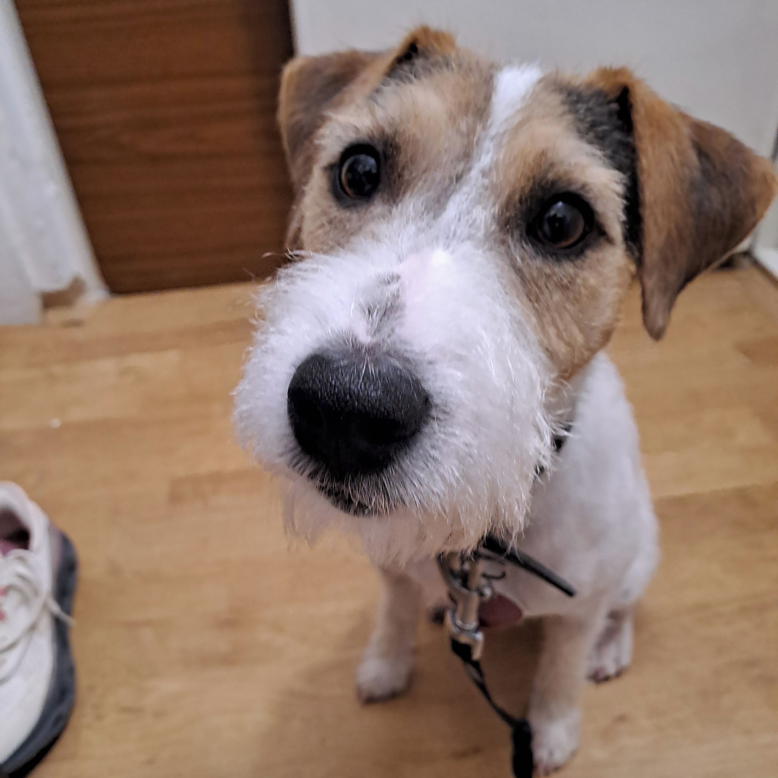 Soutěžní fotografie - Max,  Jack Russell Teriér