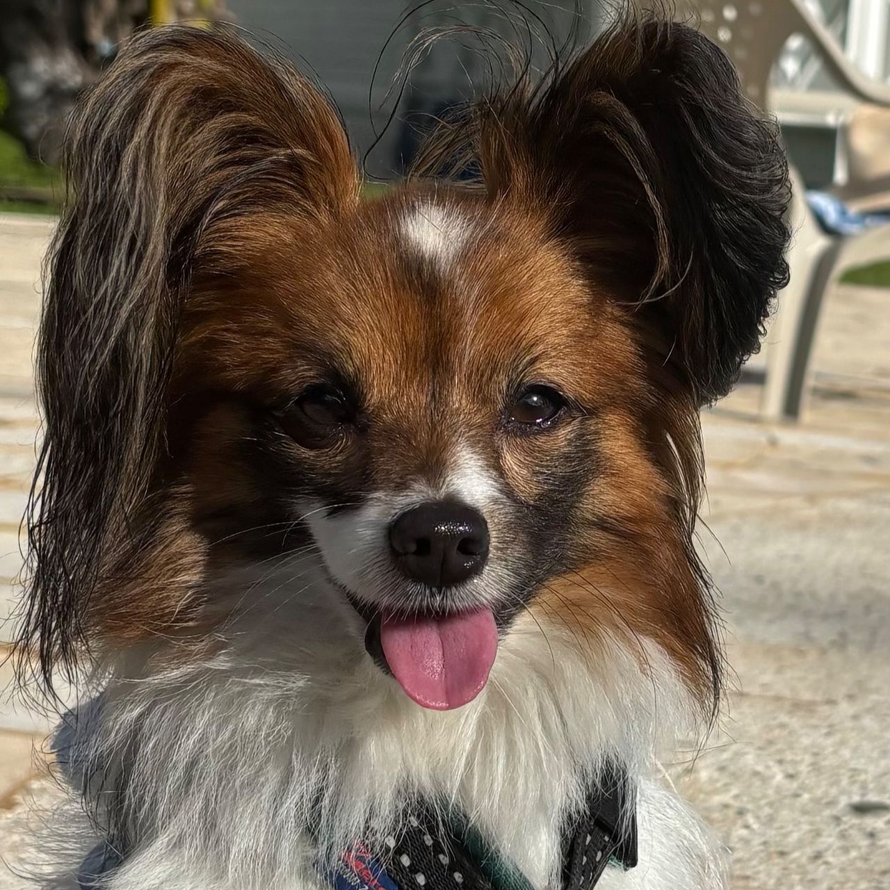 Soutěžní fotografie - Archie,  Papillon