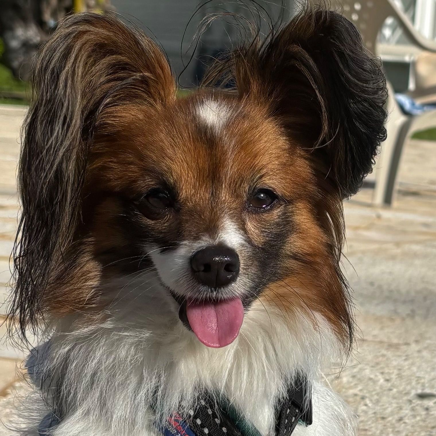 Soutěžní fotografie - Archie,  Papillon