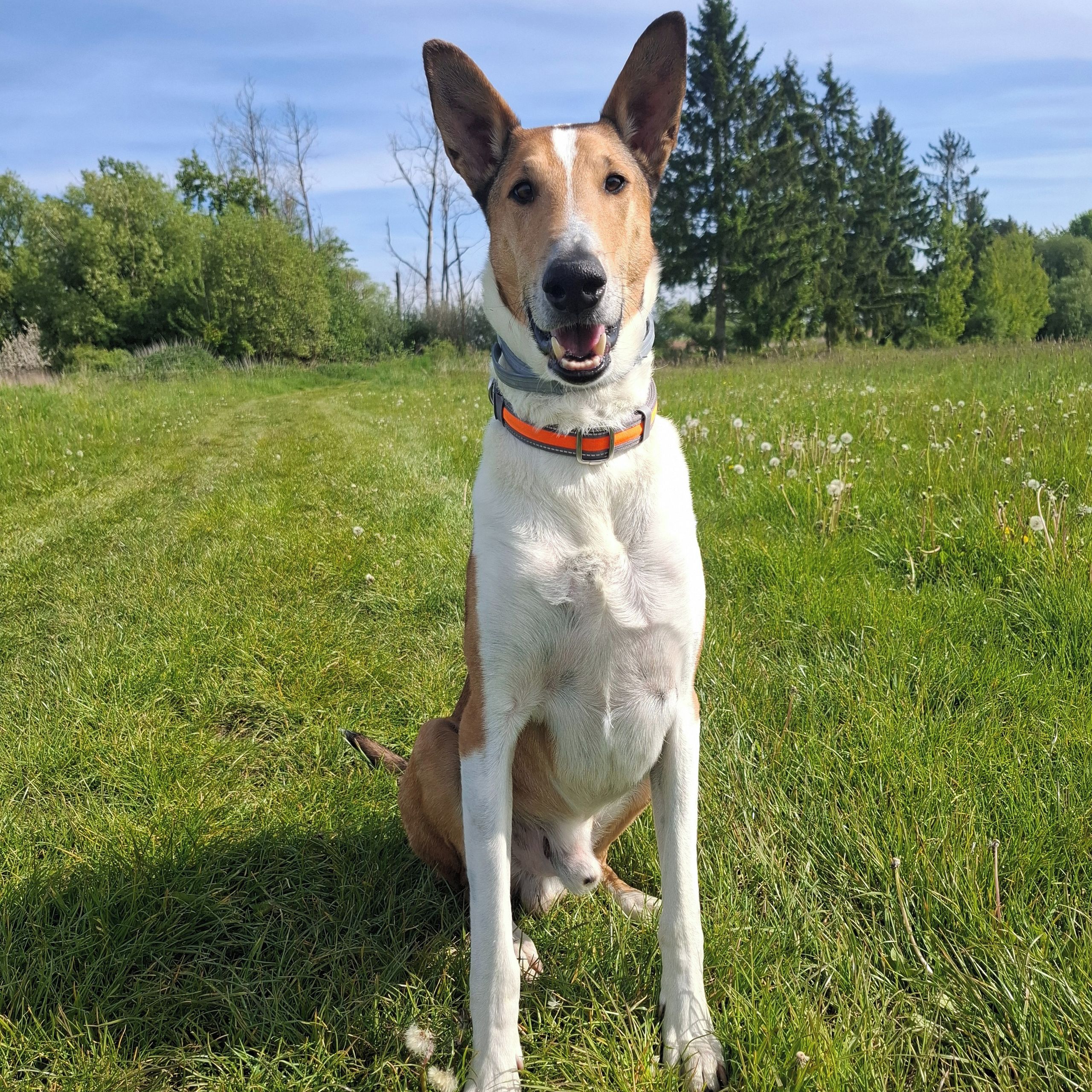 Soutěžní fotografie - Koudy,  Kolie krátkosrstá