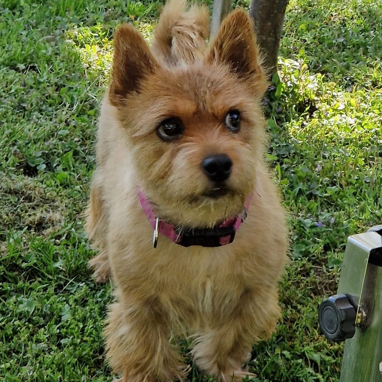 Soutěžní fotografie - Sannie,  Norwich terier