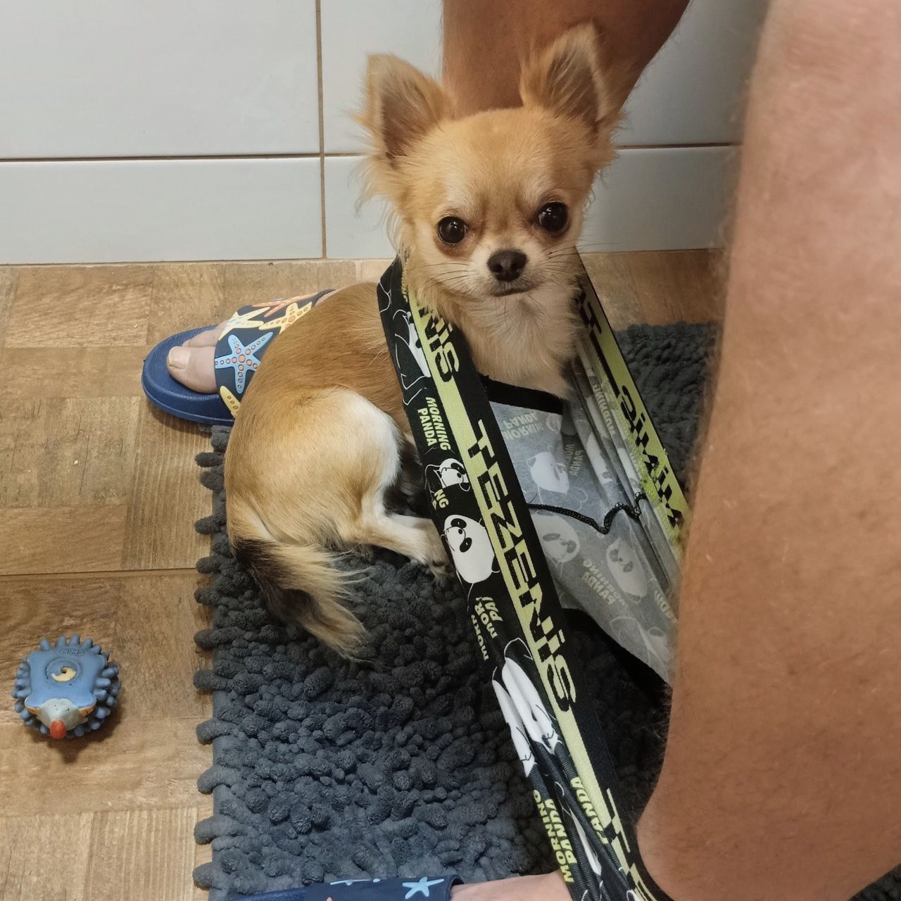 Soutěžní fotografie - Já jsem Grut,  Čivava dlouhosrstá