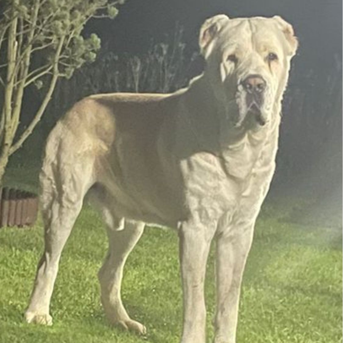 Soutěžní fotografie - Balu,  Středoasijský pastevecký pes