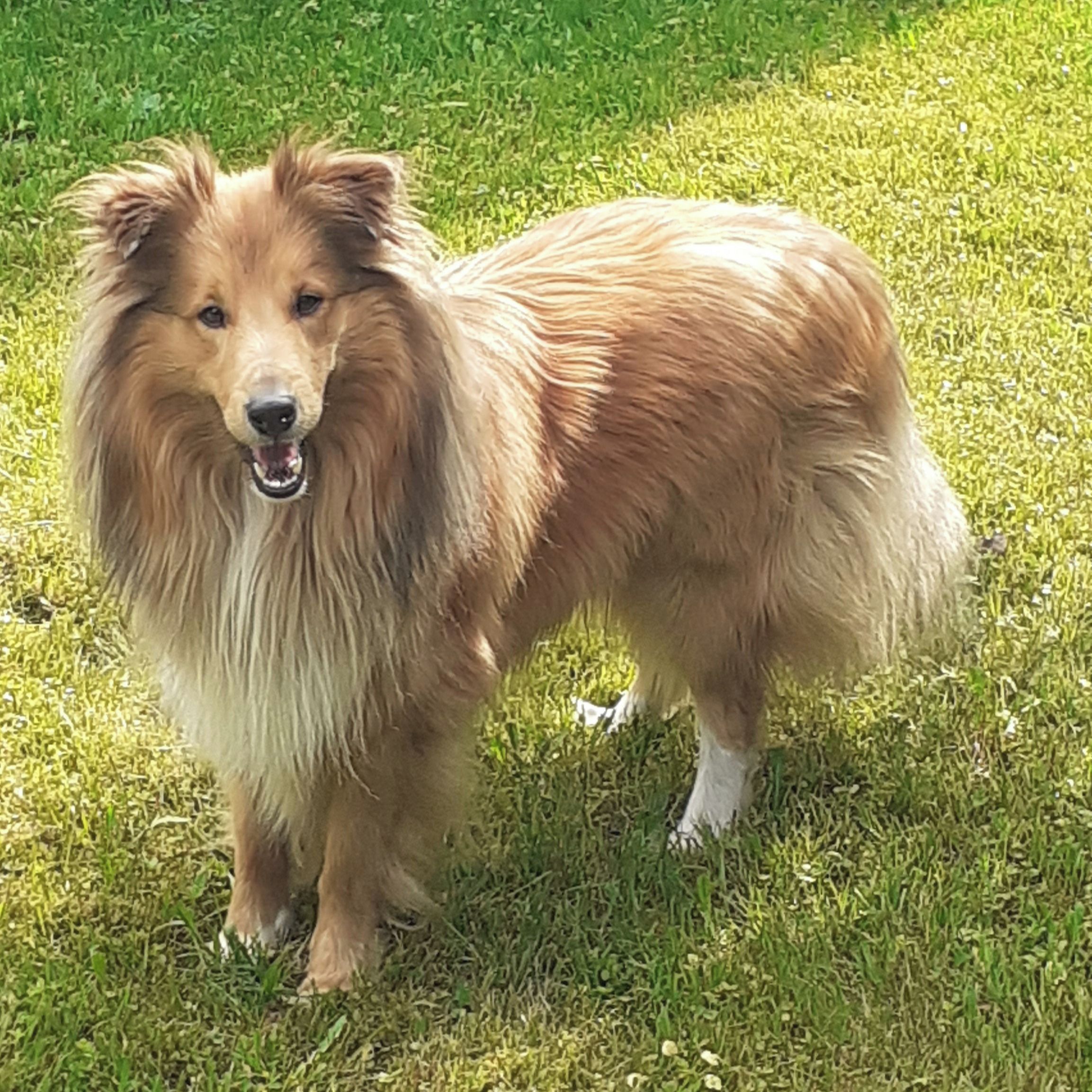 Soutěžní fotografie - Kevin,  Sheltie