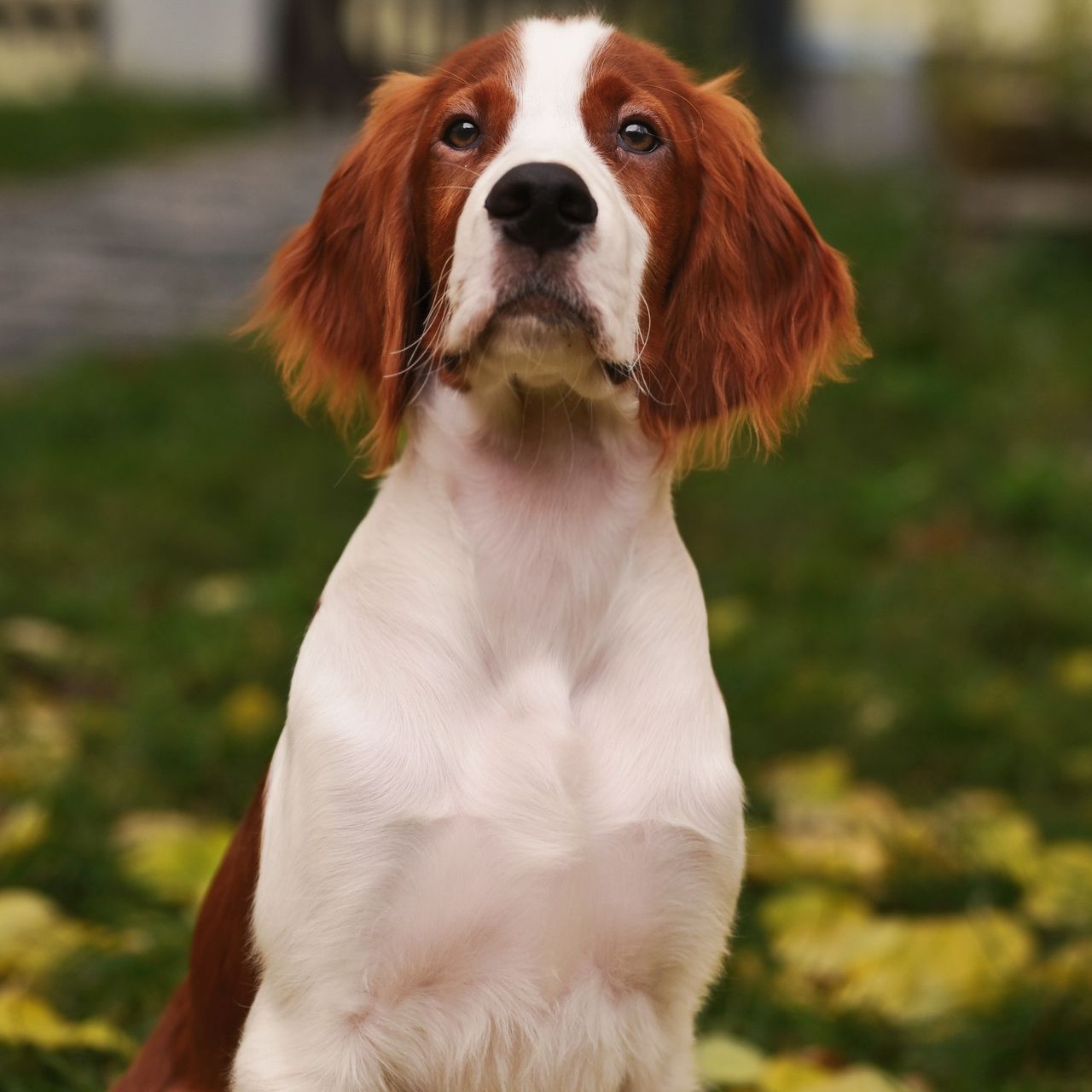 Soutěžní fotografie - Geralt,  Irský červenobílý setr