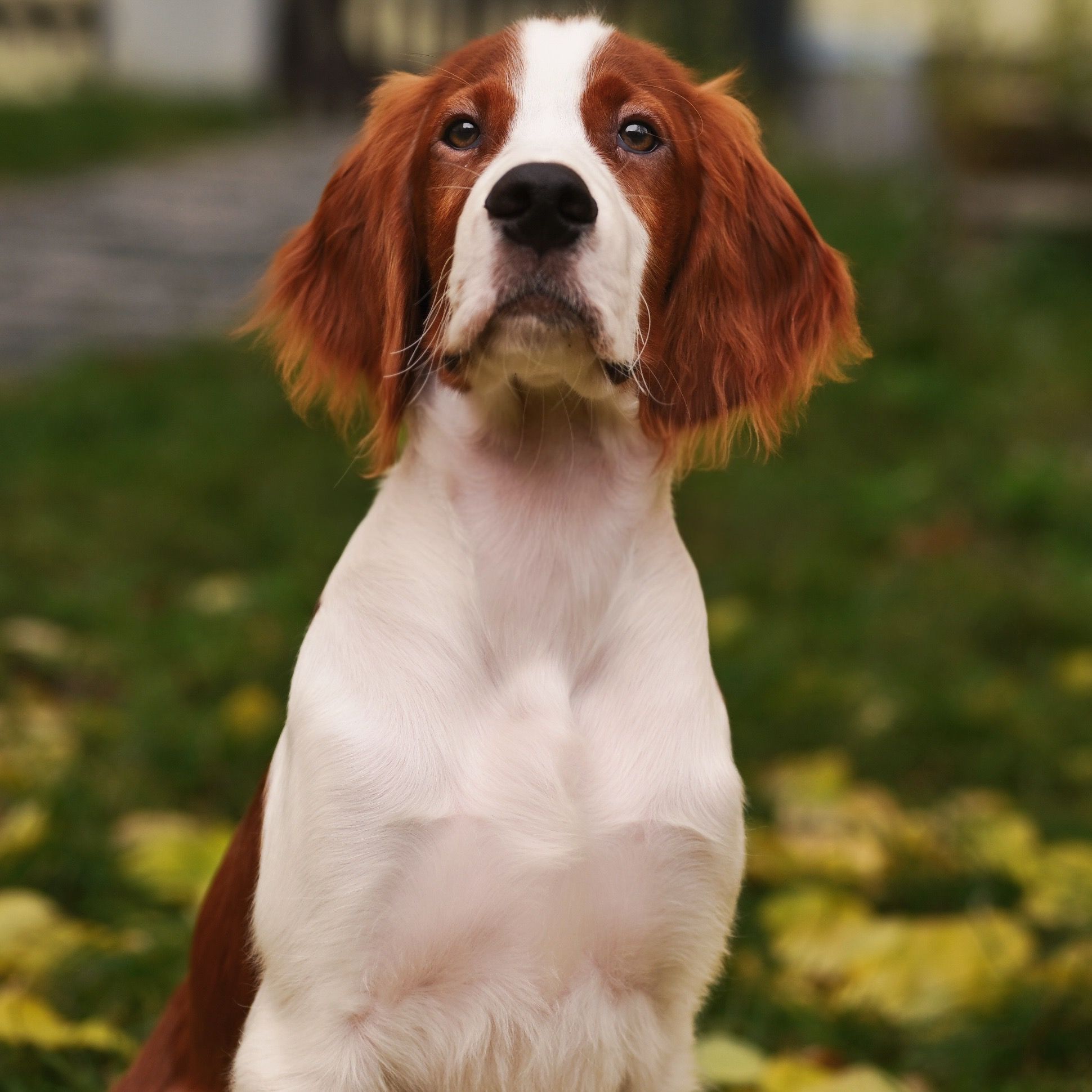 Soutěžní fotografie - Geralt,  Irský červenobílý setr