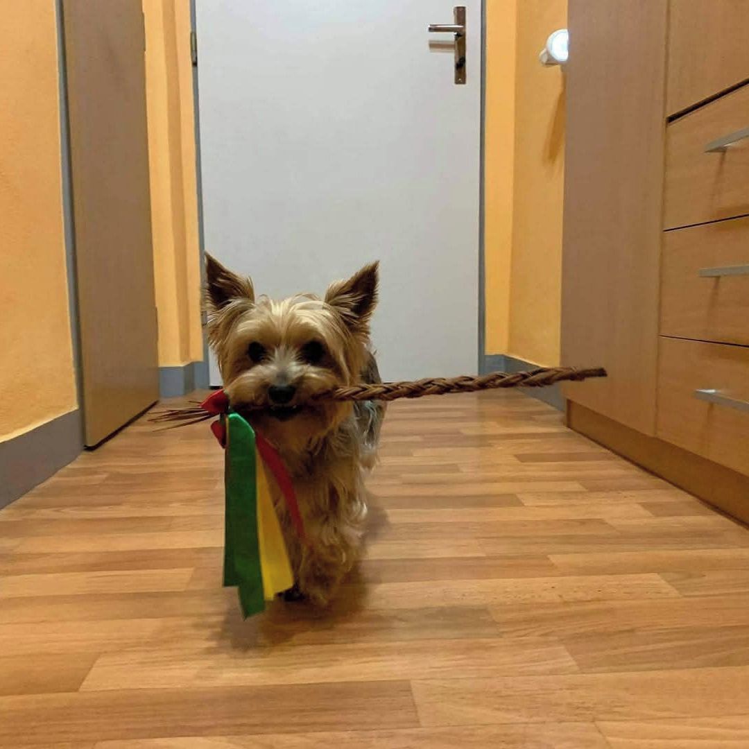 Soutěžní fotografie - Míša,  Yorkšírský terier