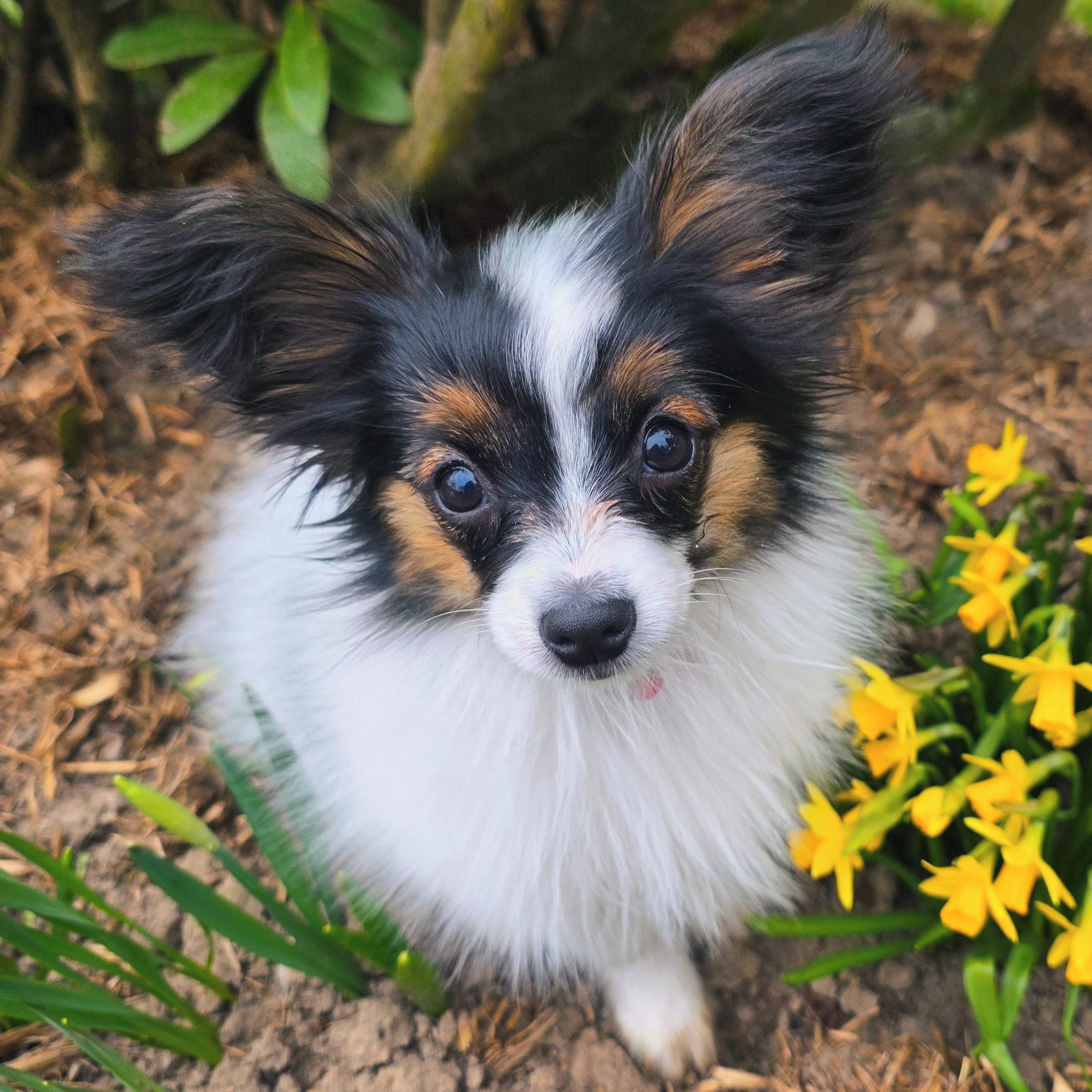 Soutěžní fotografie - Hel,  Papillon