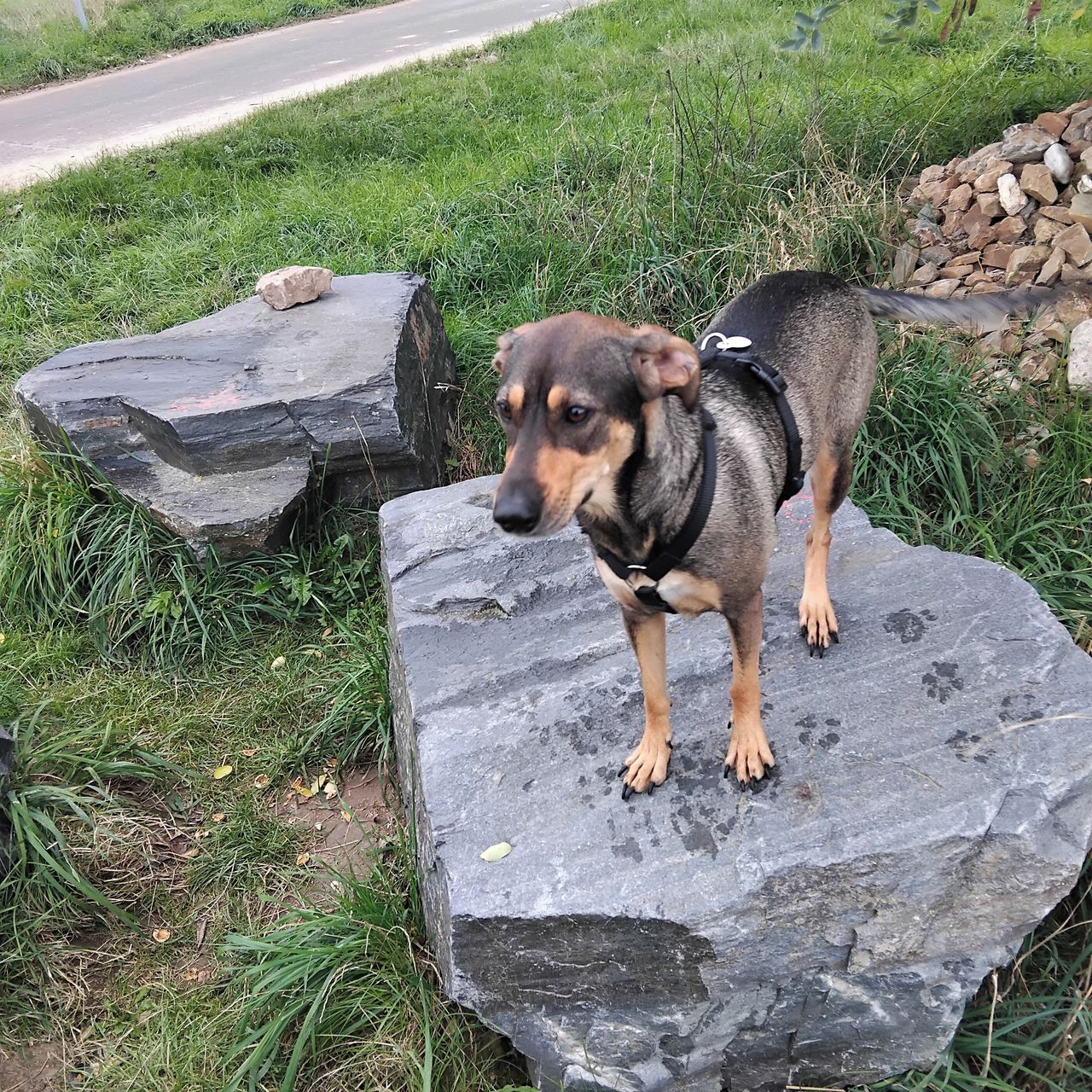 Soutěžní fotografie - Siba,  Ostatní