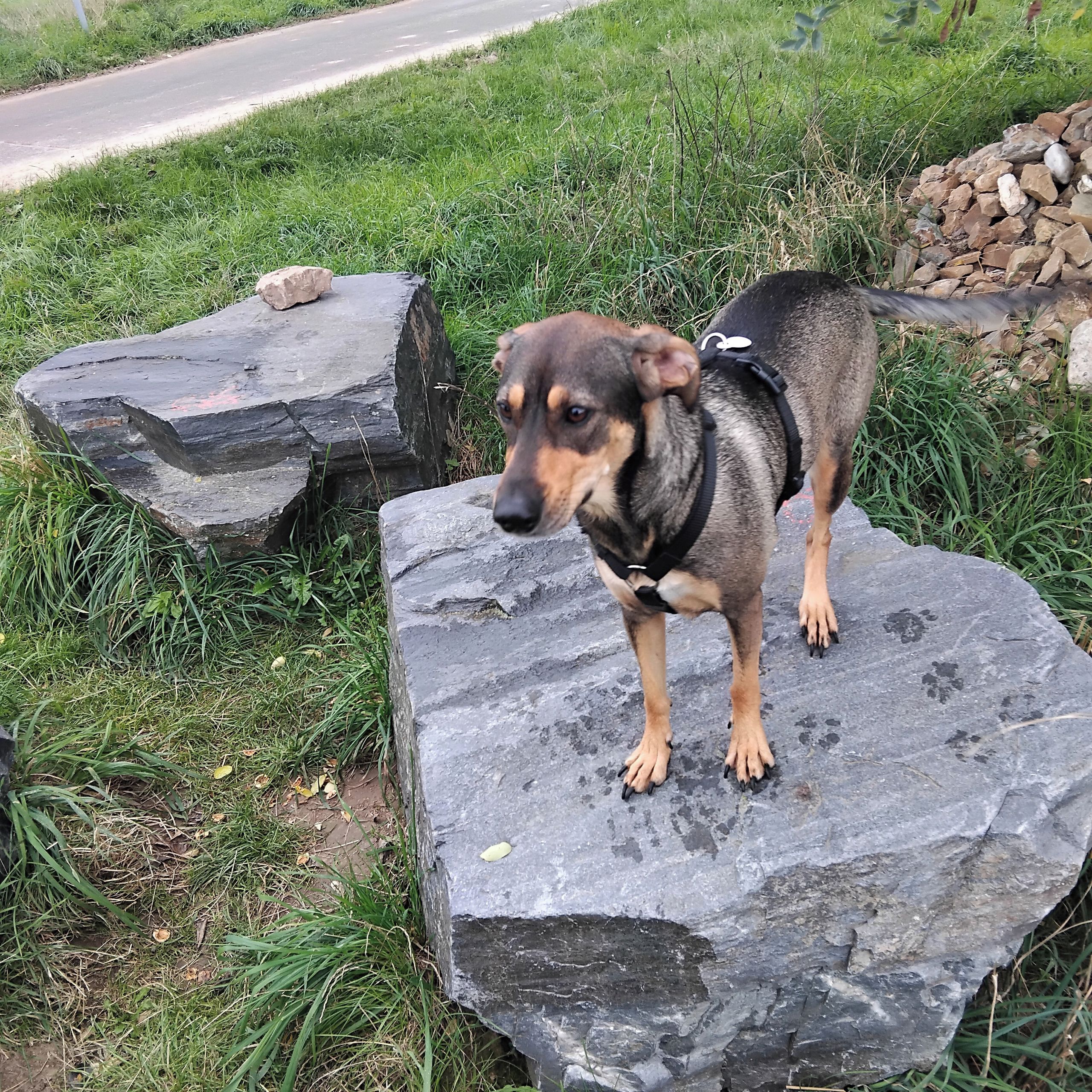 Soutěžní fotografie - Siba,  Ostatní