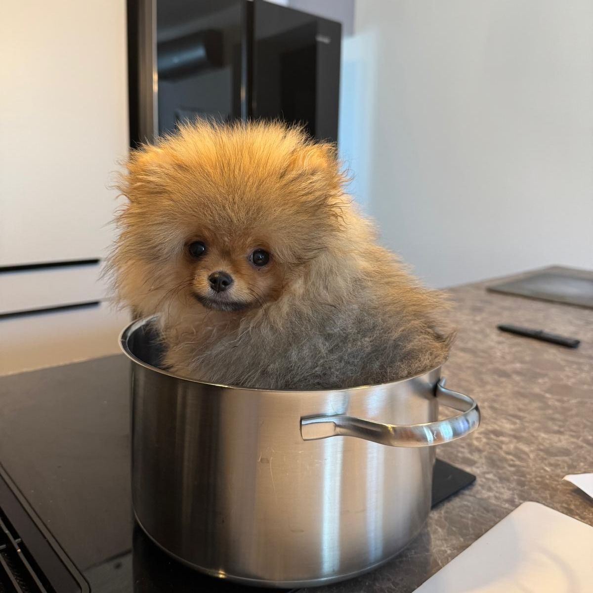 Soutěžní fotografie - Viktorka,  Ostatní