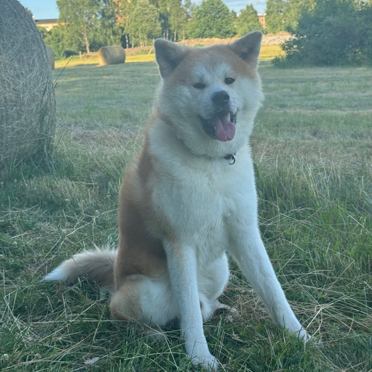 Soutěžní fotografie - Akis,  Akita