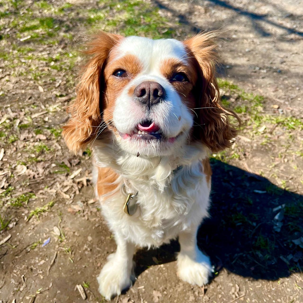 Soutěžní fotografie - Spike,  Kavalír King Charles španěl