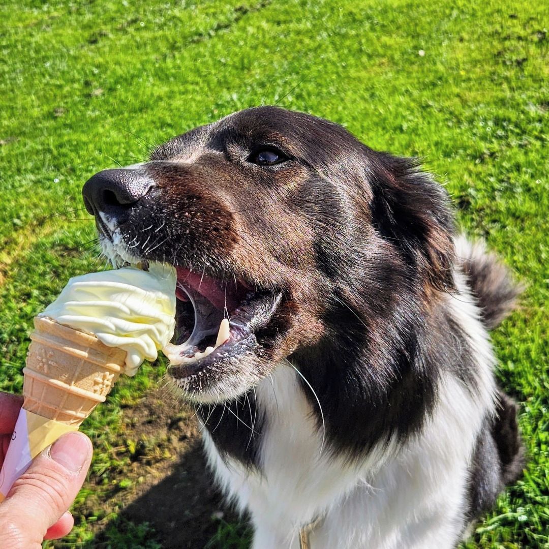 Soutěžní fotografie - Beník,  Border kolie