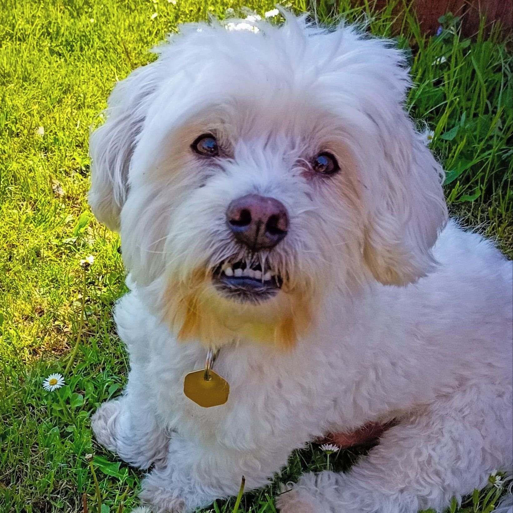 Soutěžní fotografie - Bard,  Coton de Tuléar