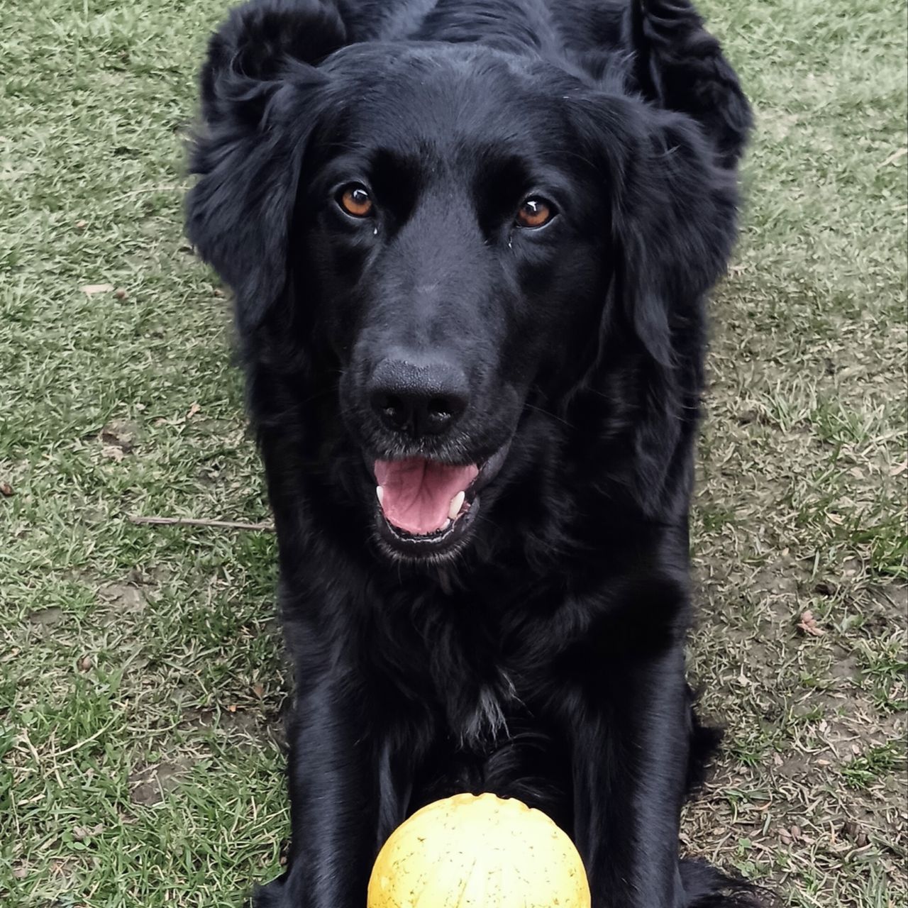 Soutěžní fotografie - Donna,  Labradorský retriever