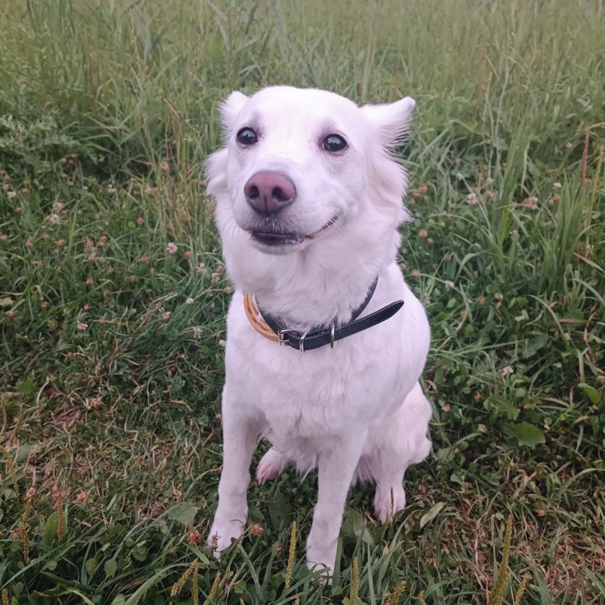 Soutěžní fotografie - Betynka,  Německý špic