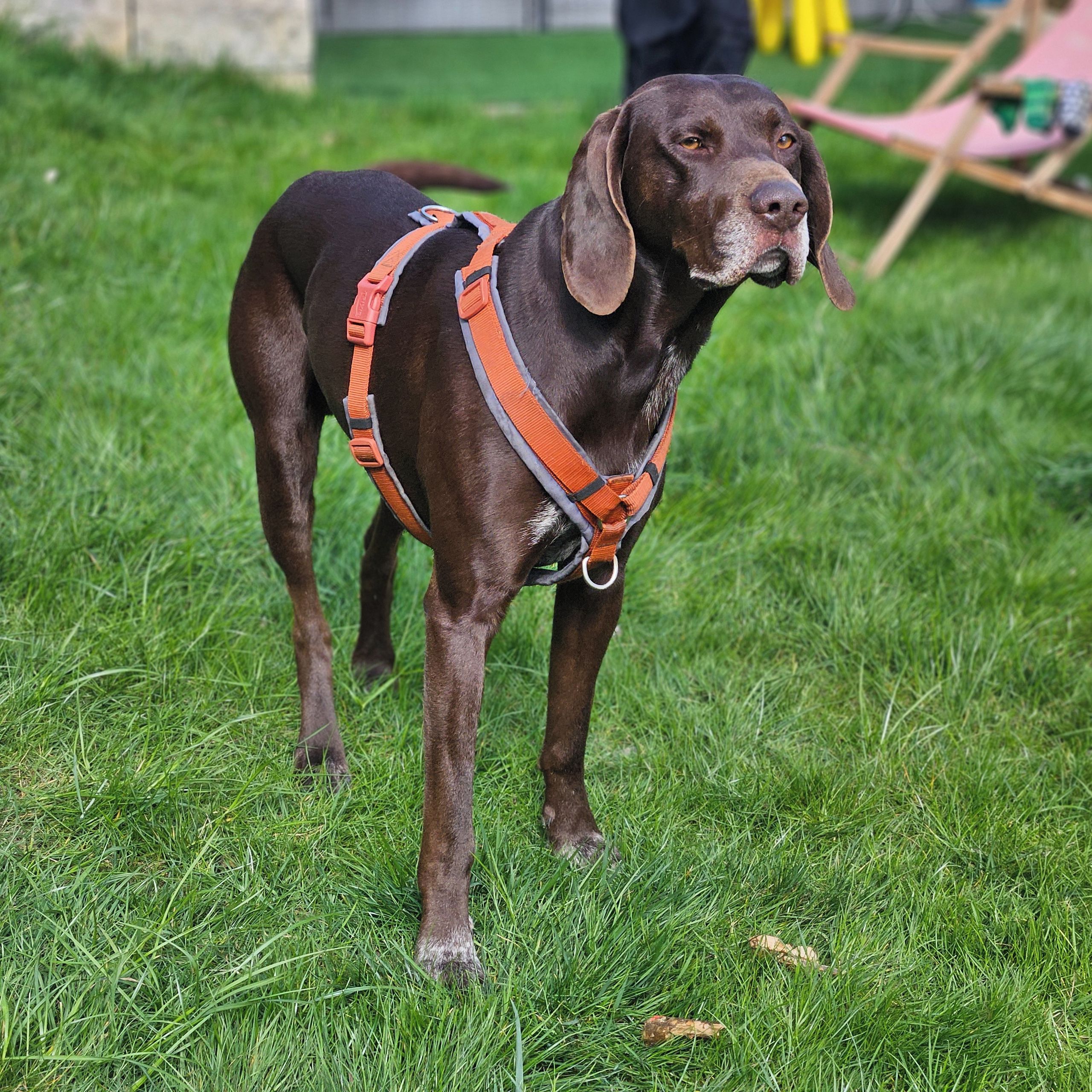 Soutěžní fotografie - Orfeus,  Německý ohař krátkosrstý