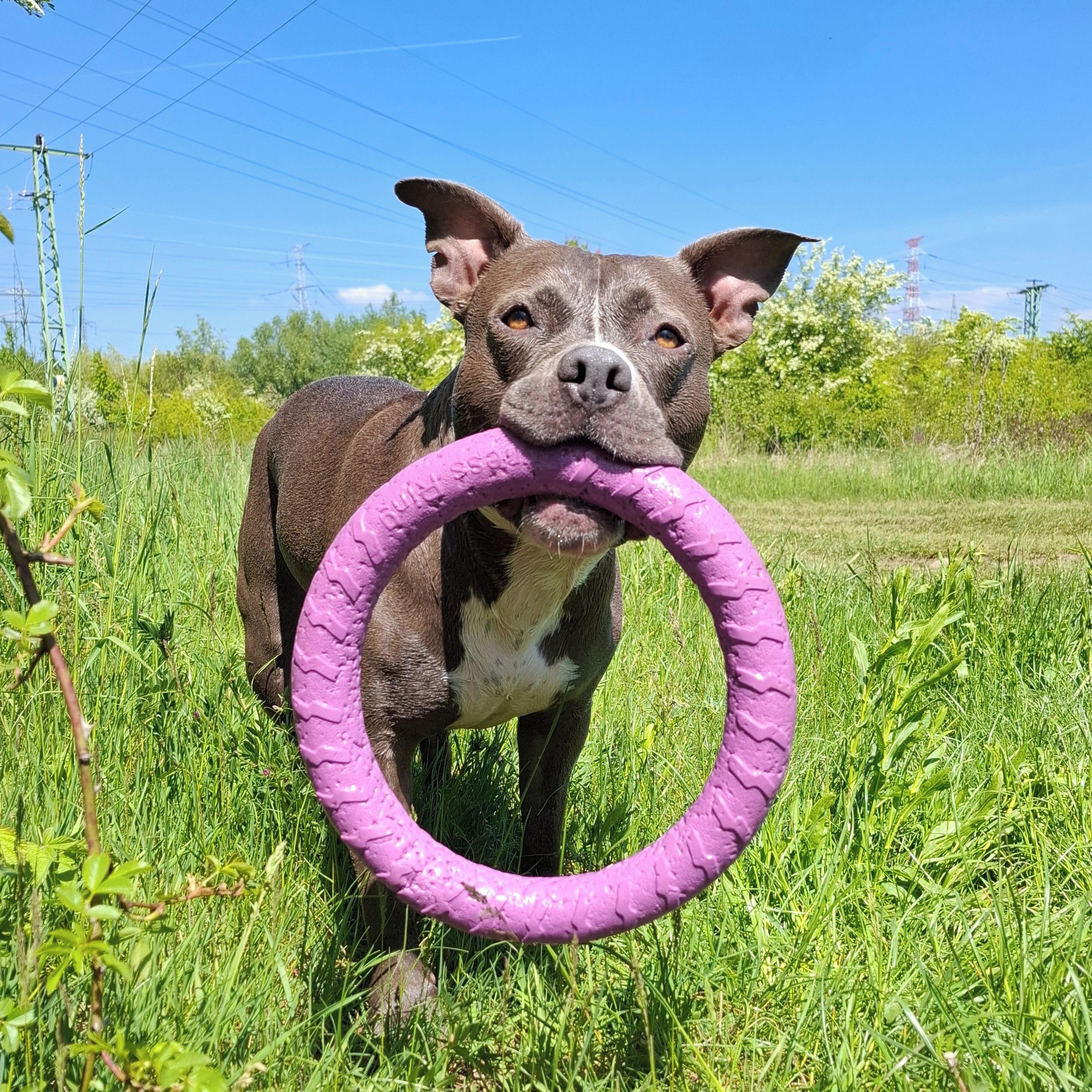 Soutěžní fotografie - Minnie,  Stafordšírský bullterier