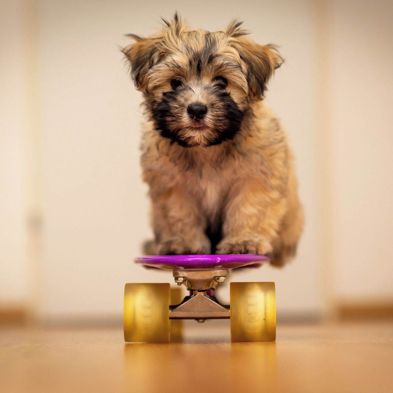 Soutěžní fotografie - Gucci,  Havanský psík